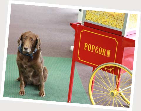 Duchess the dog next to the popcorn machine